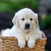 Image of June, a Golden Retriever puppy