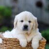 Image of June, a Golden Retriever puppy