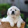 Image of June, a Golden Retriever puppy