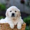 Image of June, a Golden Retriever puppy