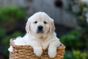 Image of June, a Golden Retriever puppy