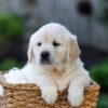 Image of June, a Golden Retriever puppy