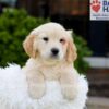 Image of Kaiden, a Golden Retriever puppy