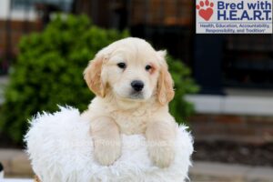 Image of Kaiden, a Golden Retriever puppy