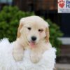 Image of Kaiden, a Golden Retriever puppy