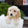 Image of Kaiden, a Golden Retriever puppy