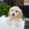 Image of Kaiden, a Golden Retriever puppy