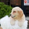 Image of Kaiden, a Golden Retriever puppy