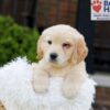 Image of Kaiden, a Golden Retriever puppy
