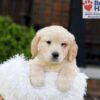 Image of Kaiden, a Golden Retriever puppy