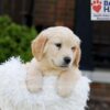 Image of Kaiden, a Golden Retriever puppy