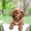 Image of Lady, a Golden Retriever puppy