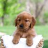 Image of Lady, a Golden Retriever puppy