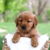 Image of Lady, a Golden Retriever puppy