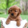 Image of Lady, a Golden Retriever puppy