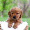Image of Lady, a Golden Retriever puppy