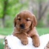 Image of Lady, a Golden Retriever puppy