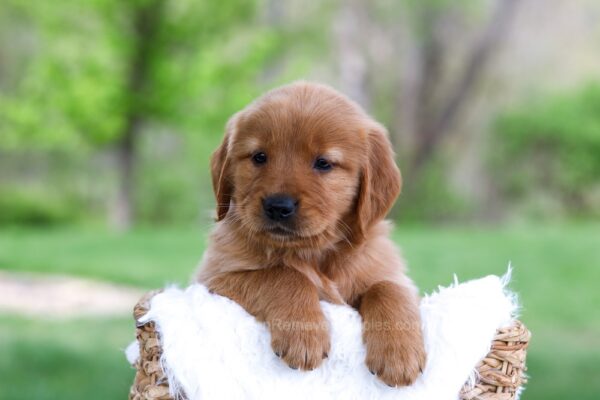 Image of Lady, a Golden Retriever puppy