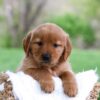 Image of Lady, a Golden Retriever puppy
