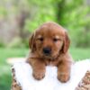 Image of Lady, a Golden Retriever puppy
