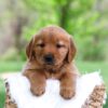 Image of Lady, a Golden Retriever puppy