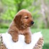 Image of Lady, a Golden Retriever puppy
