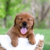 Image of Lance, a Golden Retriever puppy