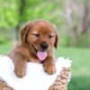 Image of Lance, a Golden Retriever puppy