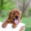 Image of Lance, a Golden Retriever puppy