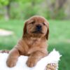 Image of Lance, a Golden Retriever puppy