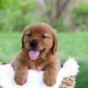 Image of Lance, a Golden Retriever puppy