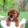 Image of Lance, a Golden Retriever puppy