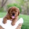 Image of Lance, a Golden Retriever puppy