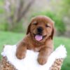 Image of Lance, a Golden Retriever puppy