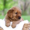 Image of Leo, a Golden Retriever puppy