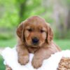 Image of Leo, a Golden Retriever puppy