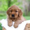 Image of Leo, a Golden Retriever puppy