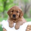 Image of Leo, a Golden Retriever puppy