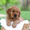 Image of Leo, a Golden Retriever puppy