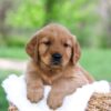 Image of Leo, a Golden Retriever puppy