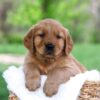 Image of Leo, a Golden Retriever puppy
