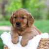 Image of Leo, a Golden Retriever puppy