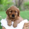 Image of Leo, a Golden Retriever puppy