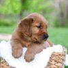 Image of Leo, a Golden Retriever puppy