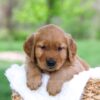 Image of Leo, a Golden Retriever puppy