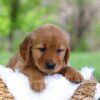 Image of Lexi, a Golden Retriever puppy