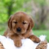 Image of Lexi, a Golden Retriever puppy