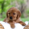 Image of Lexi, a Golden Retriever puppy