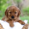 Image of Lexi, a Golden Retriever puppy
