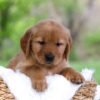 Image of Lexi, a Golden Retriever puppy